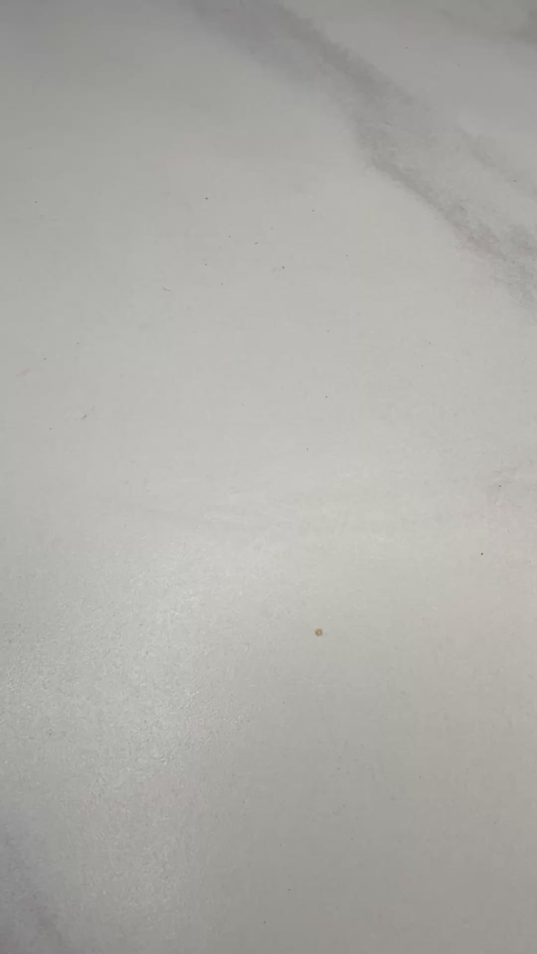 3 Petal Turnip Statements